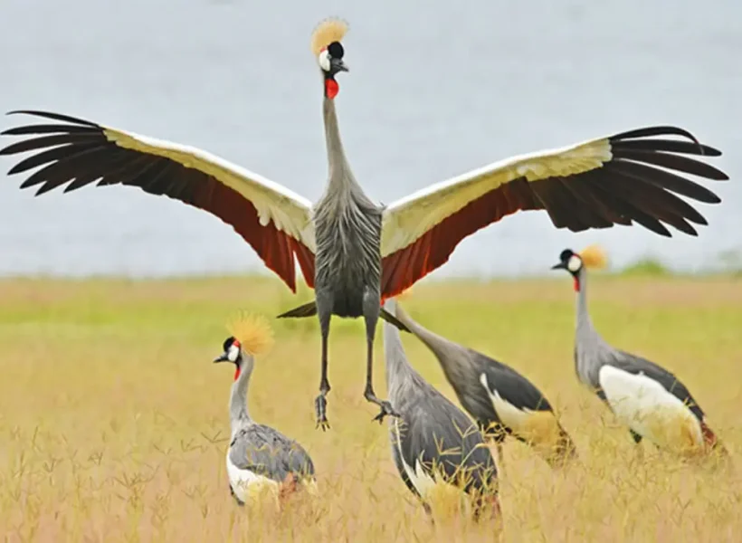 Birding Tours