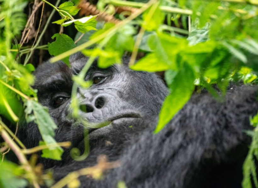 Gorilla Safaris